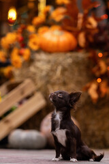  Small cute chocolate Chihua-hua dog halloween portrait with pumpkins
