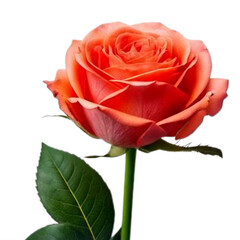 Obraz premium Beautiful Single red rose on white png background. Png Red rose on transparent background.