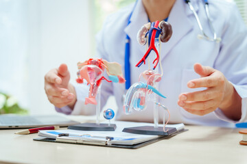 A male doctor in a hospital sits at a desk, explaining female and male reproductive systems using...