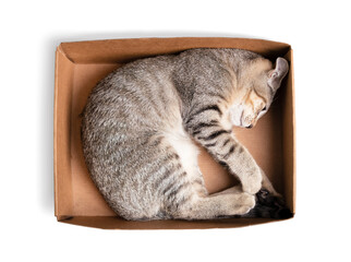 Top view of cat lying in cardboard box. Relaxed kitty cat in small box feeling safe and secure in curled up sleeping position. 3 months old, female short hair cat, ticked tabby. Selective focus. © Petra Richli