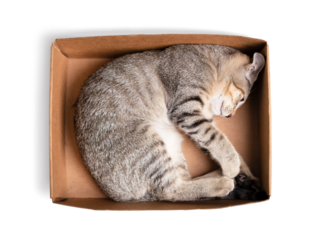Top view of cat lying in cardboard box. Relaxed kitty cat in small box feeling safe and secure in curled up sleeping position. 3 months old, female short hair cat, ticked tabby. Selective focus.