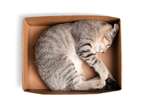 Top view of cat lying in cardboard box. Relaxed kitty cat in small box feeling safe and secure in curled up sleeping position. 3 months old, female short hair cat, ticked tabby. Selective focus.