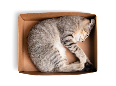 Top view of cat lying in cardboard box. Relaxed kitty cat in small box feeling safe and secure in curled up sleeping position. 3 months old, female short hair cat, ticked tabby. Selective focus.