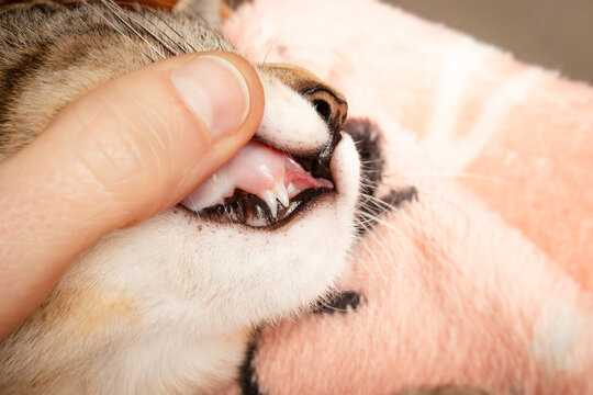 Cat with persistent deciduous teeth. Examination of kitten with baby teeth and adult teeth or transient double canines Cat dental health. Female, 4 months old, shorthair cat, tabby. Selective focus.