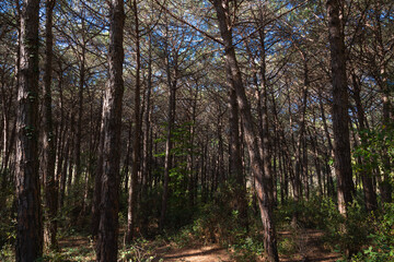 Pine tree forest view from inside. Lush pine trees