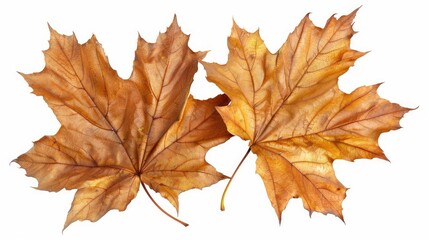 Sycamore leaves in autumn isolated on white background