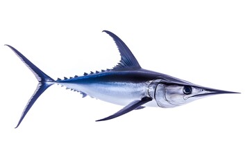 Obraz premium Swordfish isolated on white background.