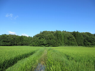 夏の農村風景
