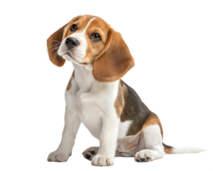 Beagle puppy isolated on white background.Cute beagle puppy sitting on white background
