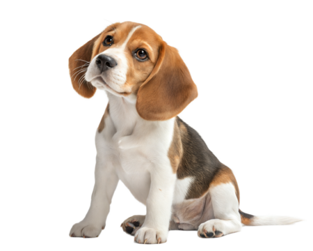 Beagle puppy isolated on white background.Cute beagle puppy sitting on white background