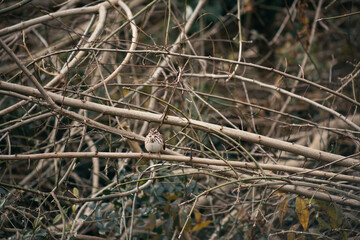 birds in the garden