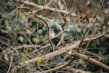 birds in the garden