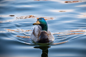 Mallard duck in water