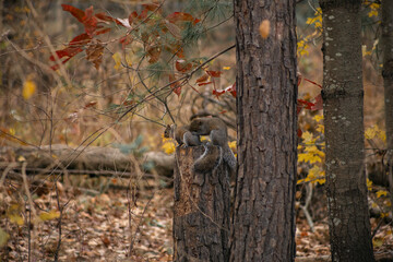 squirrel in the woods
