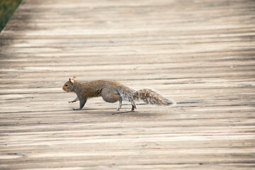 the fox on the ground