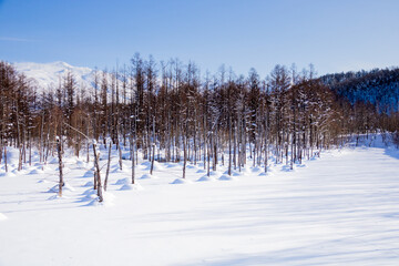 雪に覆われた青い池
