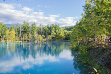 日の当たる林を映す青い池の水面

