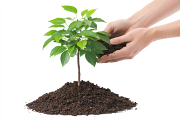 A pair of hands gently plants a young sapling in rich soil on a white background, symbolizing environmental stewardship.