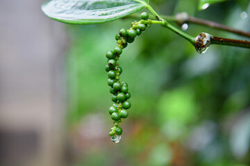 Fresh unripe peppercorn hanging on green leaf background