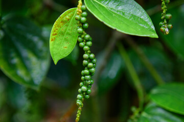 Fresh unripe peppercorn hanging on green leaf background