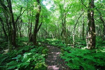 delightful summer forest and fine path