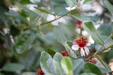 Feijoa - yellow, red and white flower
