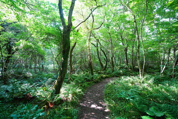 refreshing summer forest and path in the gleaming sunlight
