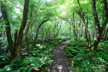 Obraz premium refreshing summer forest and path in the gleaming sunlight