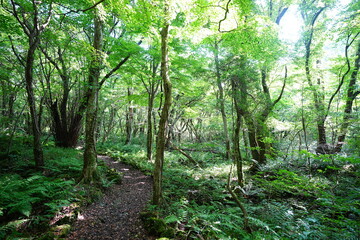 refreshing summer forest and path in the gleaming sunlight