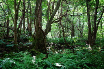 wild summer forest with mossy rocks and old trees