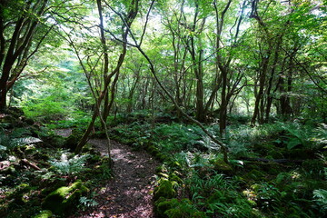 fine summer path through mossy rocks and old trees