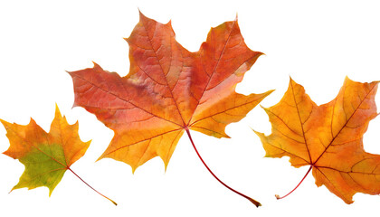 Fototapeta premium Set of Falling Maple Leaves in Autumn Colors Isolated on Transparent Background PNG 