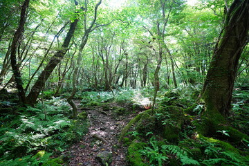 fine summer path through mossy rocks and old trees