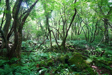 wild summer forest with mossy rocks and old trees