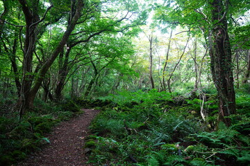 delightful summer forest and fine path