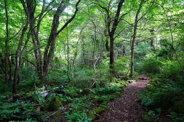 fine summer path through mossy rocks and old trees