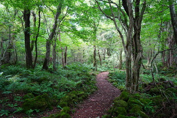 refreshing summer forest and path in the gleaming sunlight