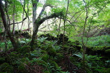 wild summer forest with mossy rocks and old trees