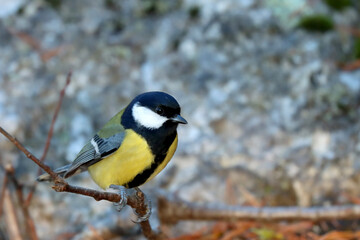 Great tit