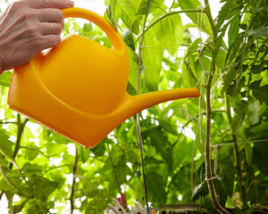 Old man gardening in home greenhouse. Men's hands hold watering can and watering the tomato plant