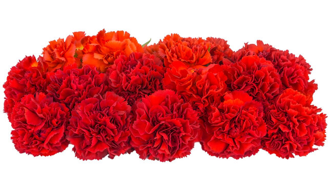 Vibrant Red and Orange Carnations Against a white Background - Powered by Adobe
