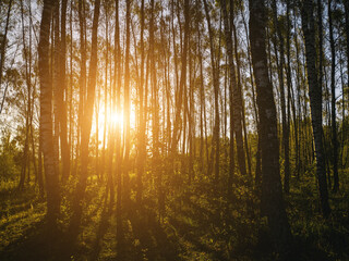 Birch grove with golden leaves in golden autumn, illuminated by the sun at sunset or dawn. Aesthetics of vintage film.