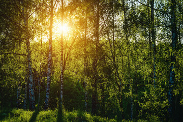 Fototapeta premium Grove of birches with young green leaves at sunset or sunrise in spring or summer. Vintage film aesthetic.