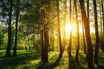 Grove of birches with young green leaves at sunset or sunrise in spring or summer. Vintage film aesthetic.