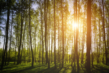 Sunset or sunrise in a spring birch forest with bright young foliage glowing in the rays of the sun and shadows. Vintage film aesthetic.