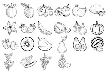 fruit pen drawing