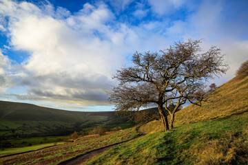 A lonely old tree on Edale Hill