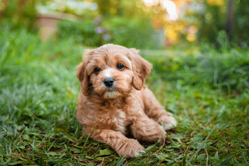 A puppy of a Cavapoo or Cockapoo breed dog in summer garden outdoor walking. Portrait of curly brown little Baby Maltipoo.