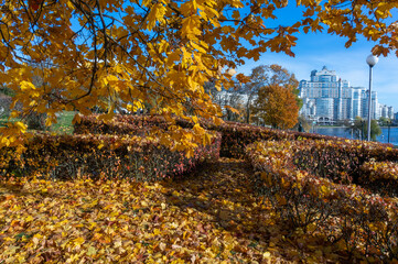 An autumn tree with colourful leaves in a park in the city.