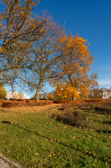 An autumn tree with colourful leaves in a park in the city.